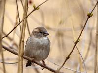 Haussperling Weibchen